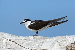 Sooty Tern